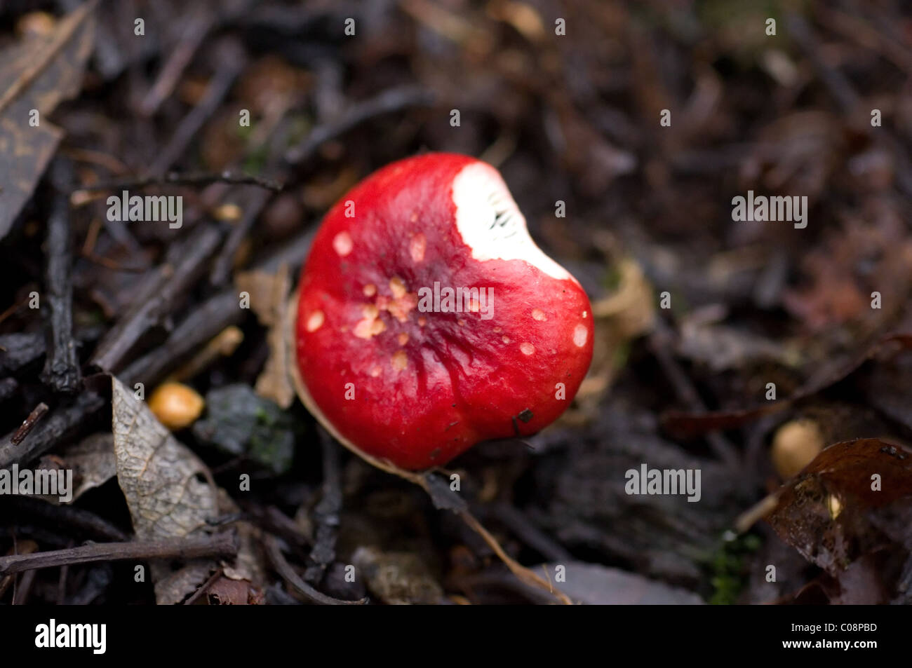 Photo of a red mushroom (Russula sp) found in a pine forest in central Mexico Stock Photo