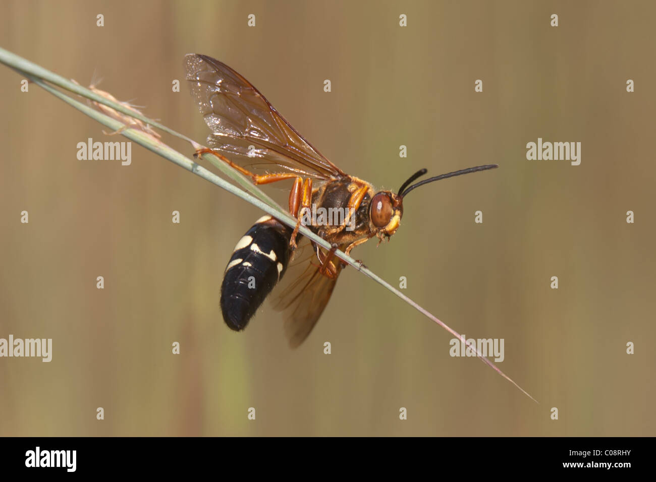 An Eastern Cicada Killer Wasp (Sphecius speciosus) perches on a blade