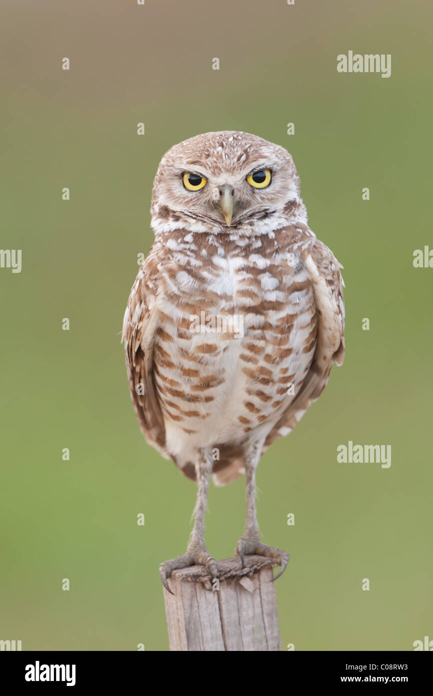 Typical owl hi-res stock photography and images - Alamy