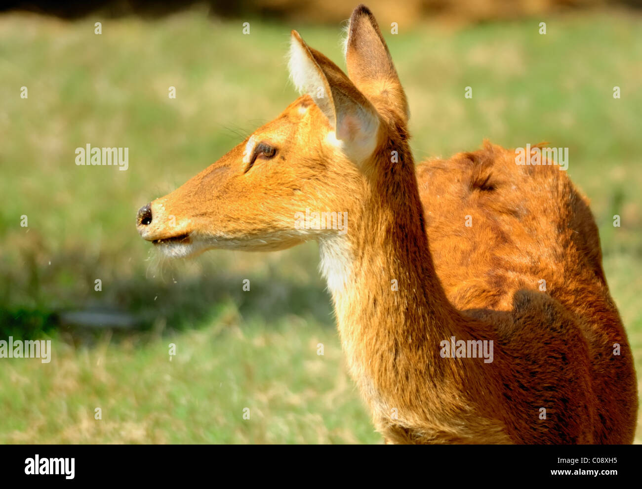 Brow Antlered Deer (Dancing Deer), Rucervus eldii eldii native to Manipur  state of India, Asia with copy space Stock Photo - Alamy