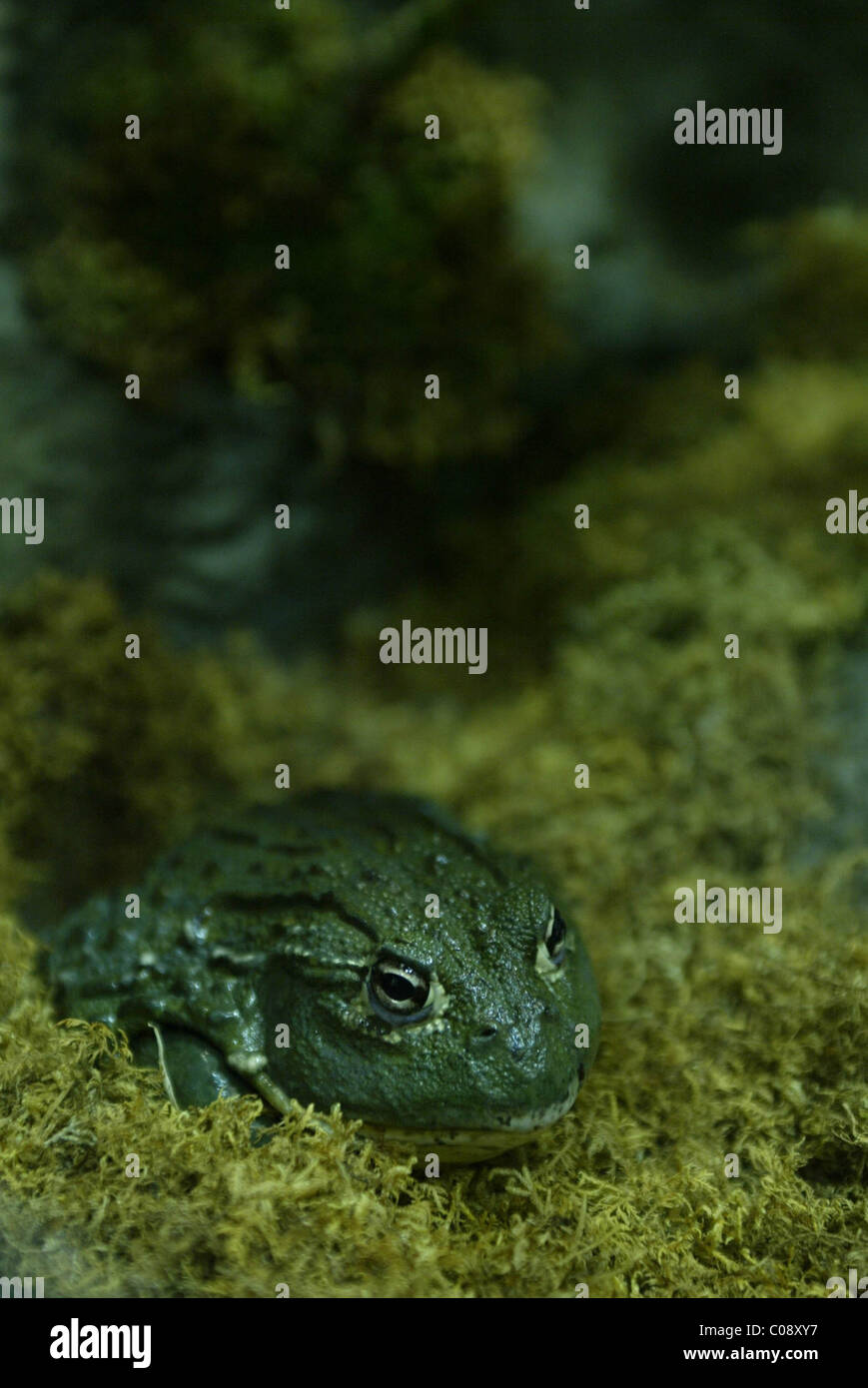 The National Geographic Society hosts "Frogs A Chorus of Colors," a