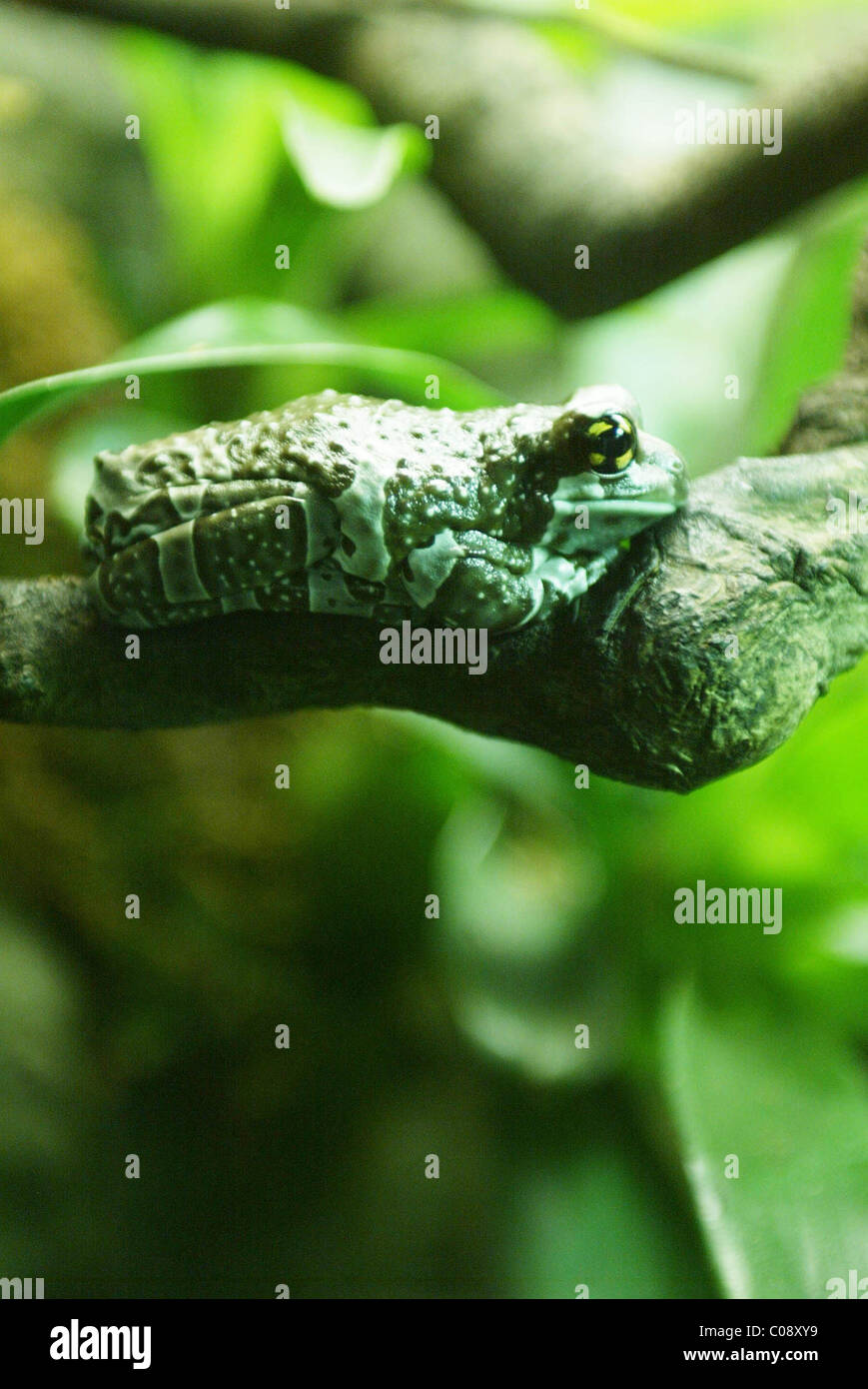 The National Geographic Society hosts "Frogs A Chorus of Colors," a