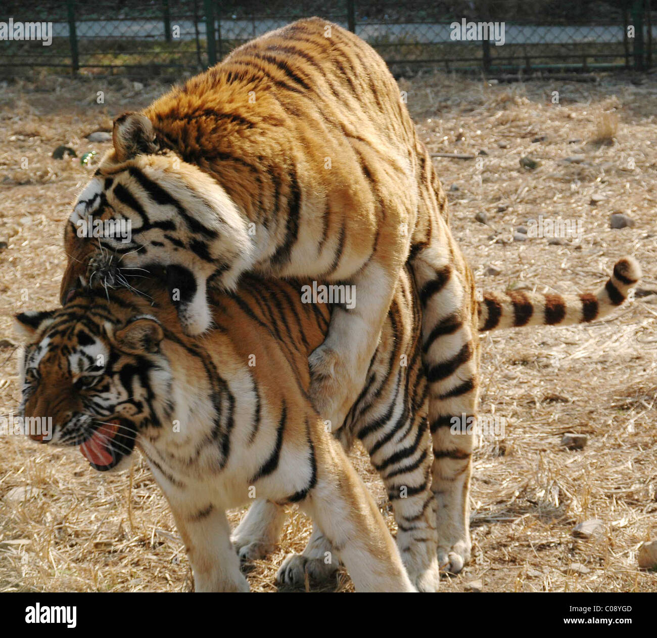 tiger sex TIGERS LIKE IT ROUGH Tigers are notorious for their aggressiveness - and  evidently they're no calmer when it comes to their sex Stock Photo - Alamy