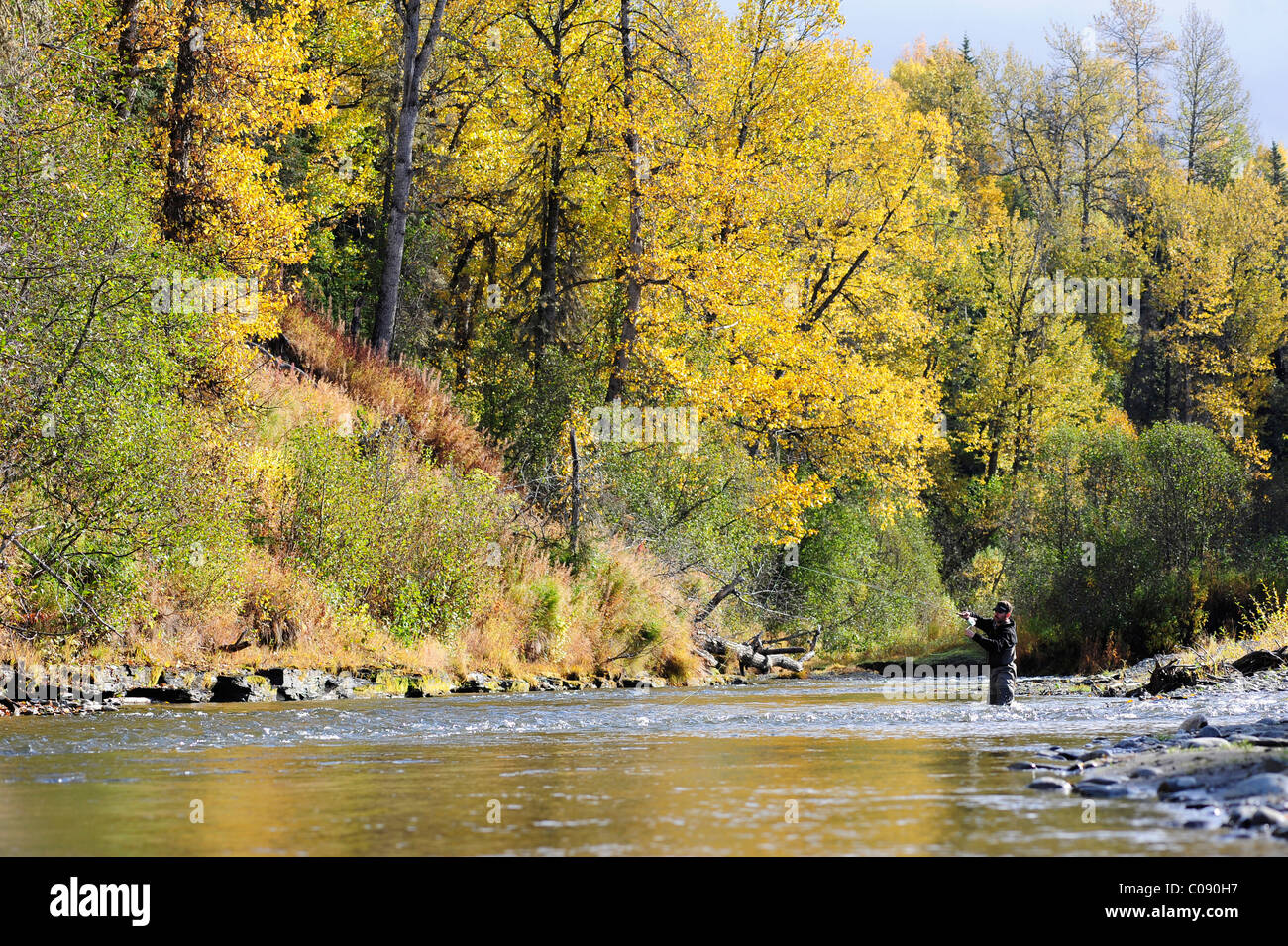 Flyfisherman casts for wild Steelhead on Deep Creek, Kenai Peninsula, Southcentral Alaska, Autumn Stock Photo