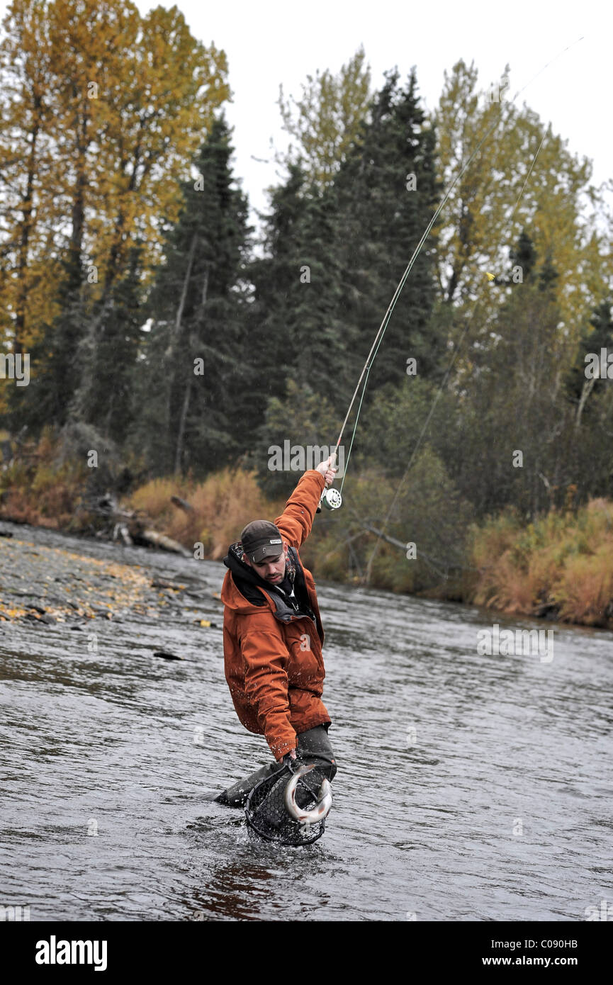 Fly fisherman netting a Dolly Varden char on Deep Creek, Kenai Peninsula, Southcentral Alaska, Autumn Stock Photo