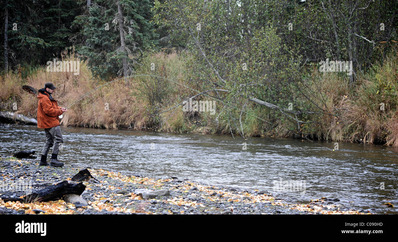 Fly fisherman in a wild Steelhead on Deep Creek, Kenai Peninsula, Southcentral Alaska, Autumn Stock Photo