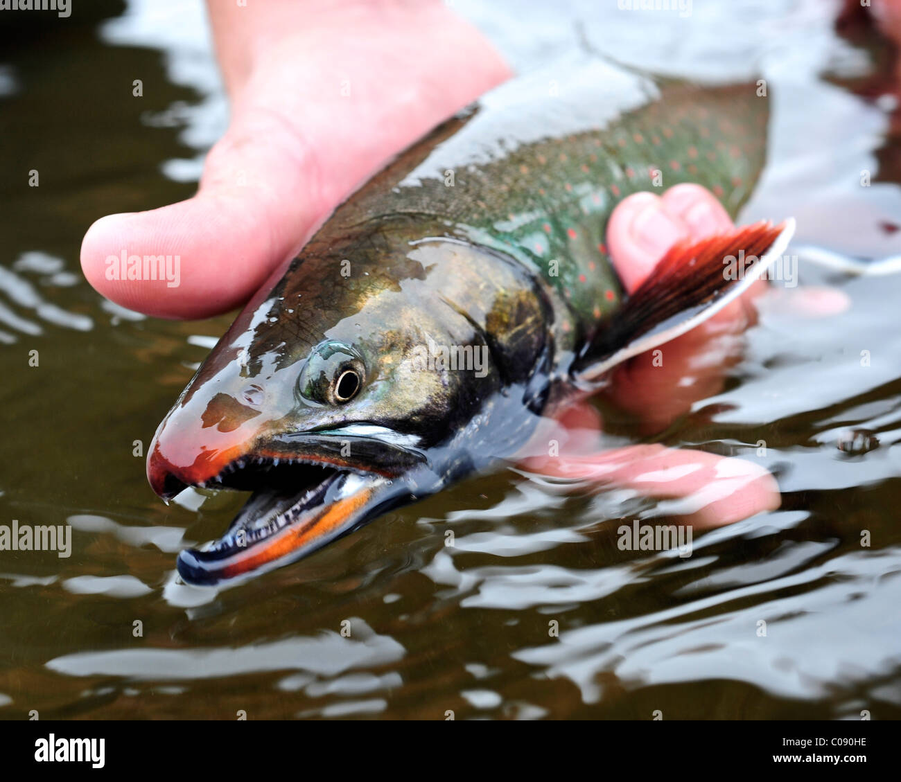 Close up of a person hold a Dolly Varden char fished on Deep Creek, Kenai Peninsula, Southcentral Alaska, Autumn Stock Photo