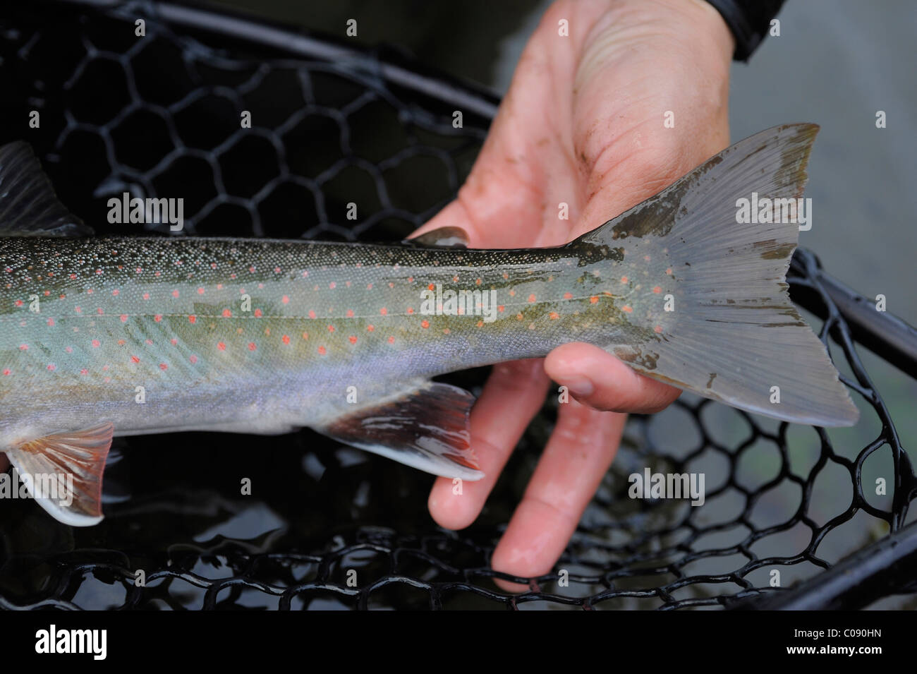 Close up of a person hold a Dolly Varden char fished on Deep Creek, Kenai Peninsula, Southcentral Alaska, Autumn Stock Photo