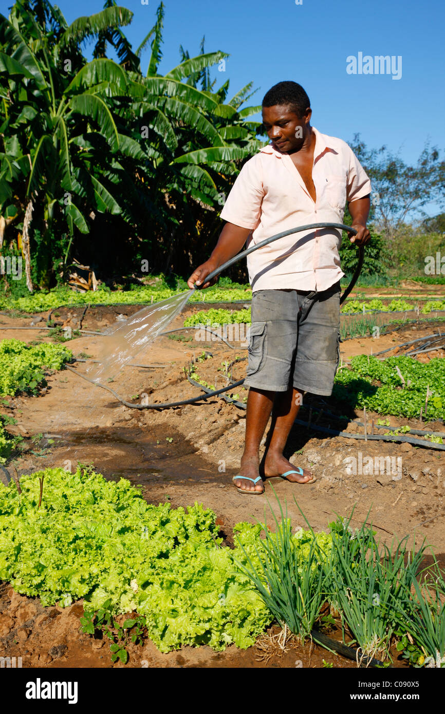 Smallholder irrigating herb garden, salad, onions, Araripina, State of Pernambuco, Brazil, South America Stock Photo