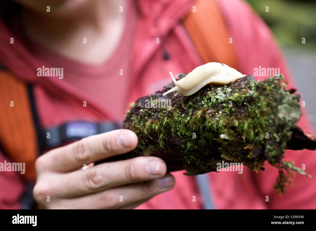 Slug Trail High Resolution Stock Photography and Images - Alamy