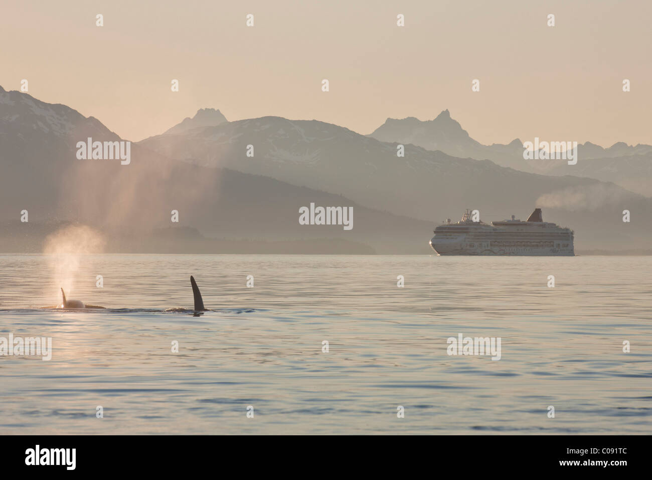 Orca (killer whales) and the Norwegian 'Star' cruise ship in Lynn Canal, Inside Passage, Alaska Stock Photo