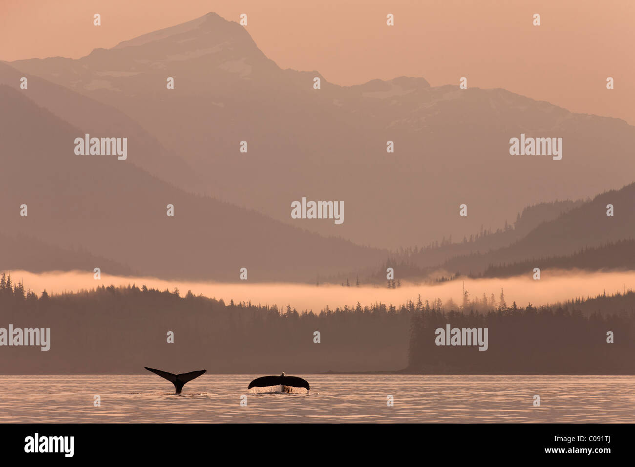 Humpback whales dive showing their tails at sunrise in Frederick Sound, Inside Passage, Coastal Range, Alaska. Composite Stock Photo