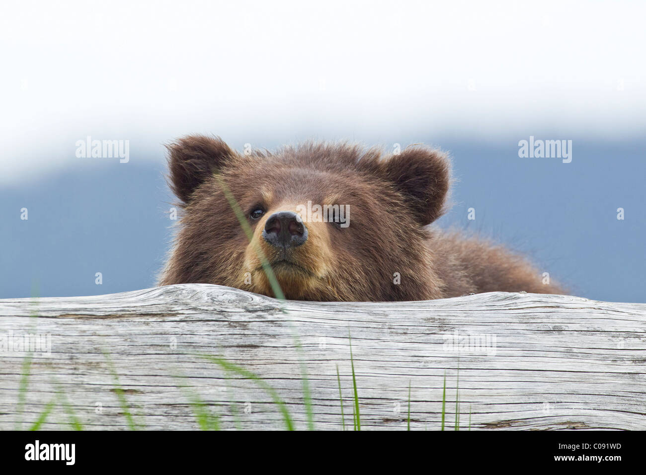 A brown bear cub rests its head on a log in an estuary on Admiralty Island, Pack Creek, Tongass National Forest, Alaska Stock Photo