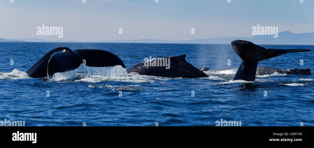 Humpback Whales lift their flukes as they return to the depths of