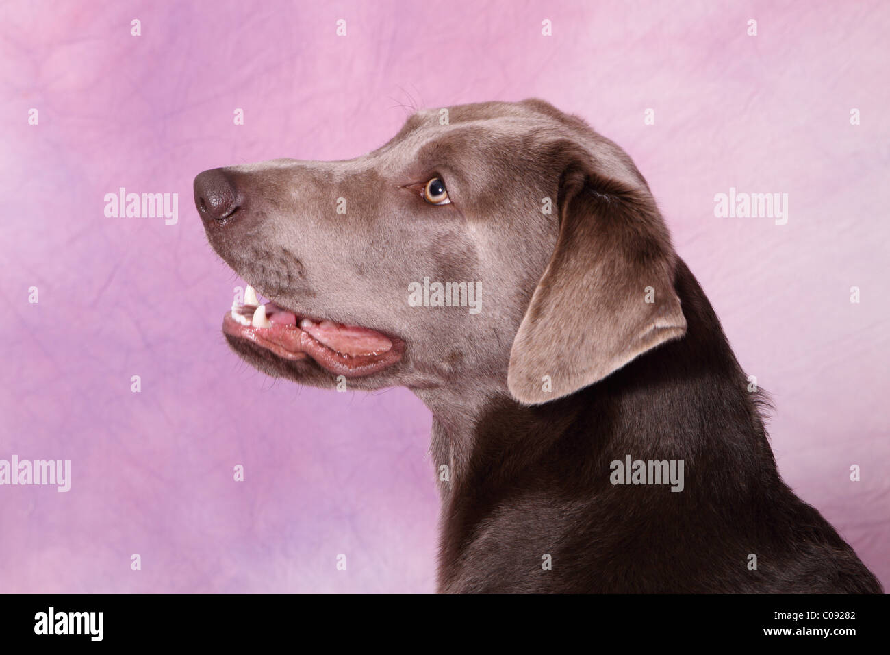 Sporting silver hair hi-res stock photography and images - Alamy