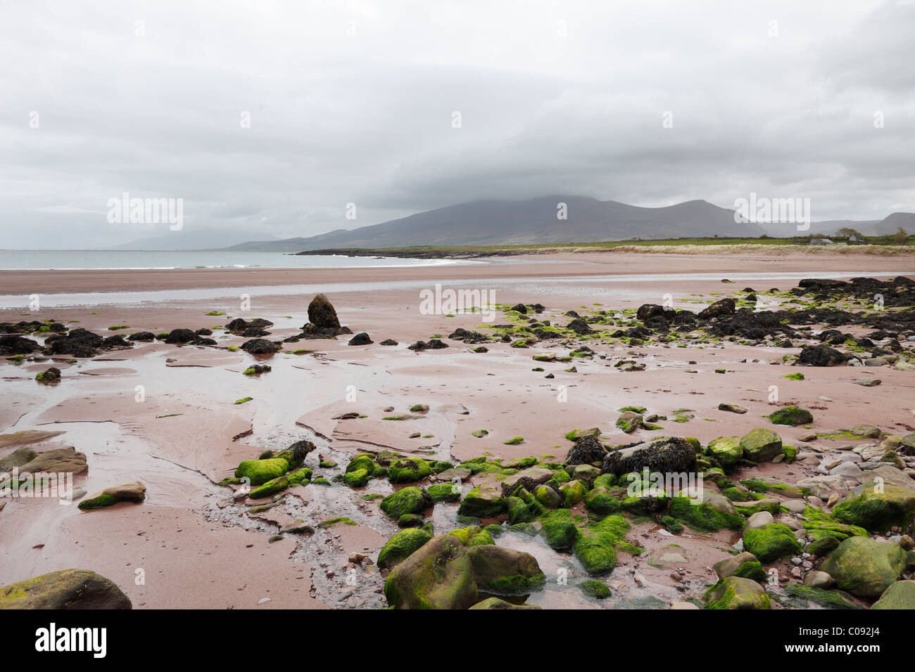 Tidal flat, Brandon Bay, Dingle Peninsula, County Kerry, Ireland, British Isles, Europe Stock Photo
