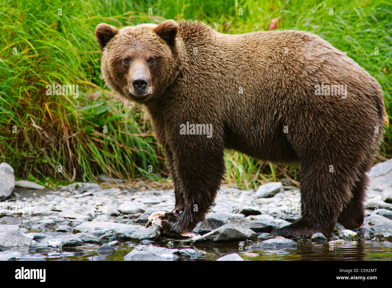 Close up view of an adult  Brown Bear fishing for salmon in the Russian River, Kenai Peninsula, Southcentral Alaska, Summer Stock Photo