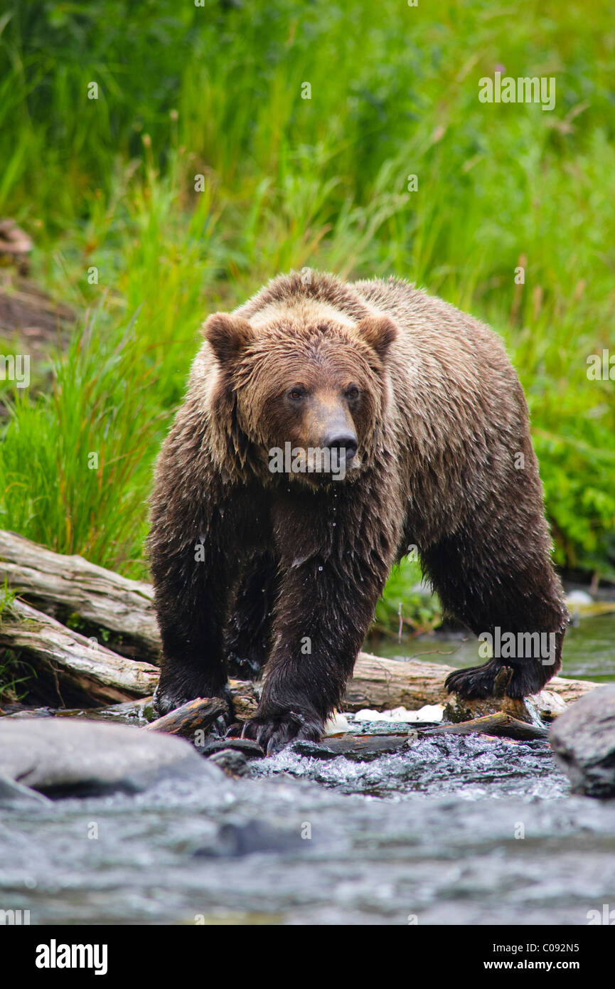 Close up portrait of an adult Brown Bear fishing for salmon in the Russian River, Kenai Peninsula, Southcentral Alaska, Summer Stock Photo