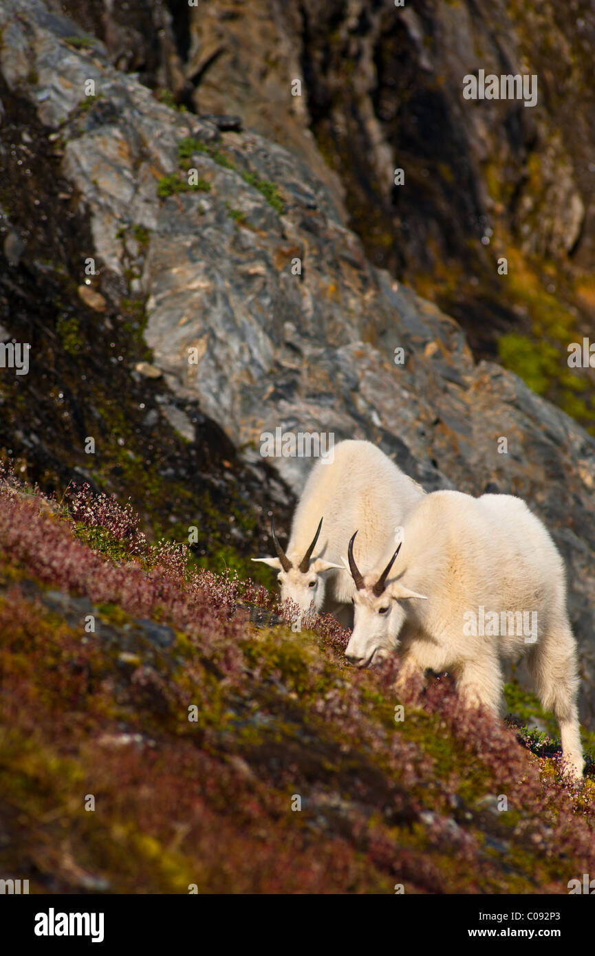 Two Mountain Goats graze near Exit Glacier's Harding Icefield Trail, Kenai Fjords National Park, Kenai Peninsula, Alaska Stock Photo