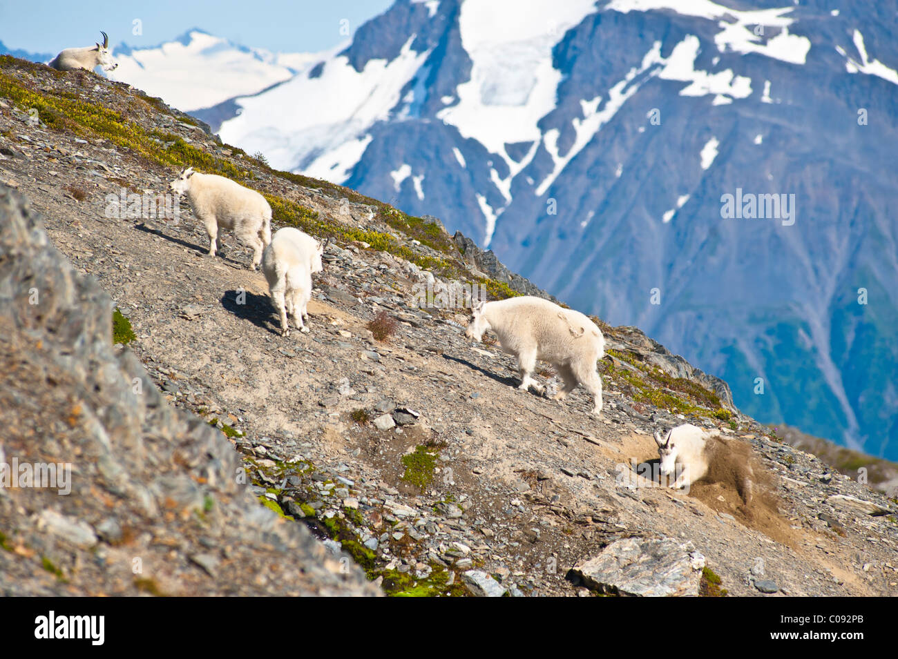 Mountain Goats near Exit Glacier's Harding Icefield Trail are on a steep hillside, Kenai Fjords National Park, Alaska Stock Photo