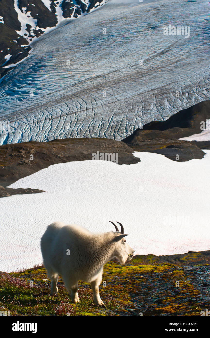 Mountain Goat stands on a mountainside with Harding Icefield in the background, Kenai Fjords National Park, Alaska Stock Photo