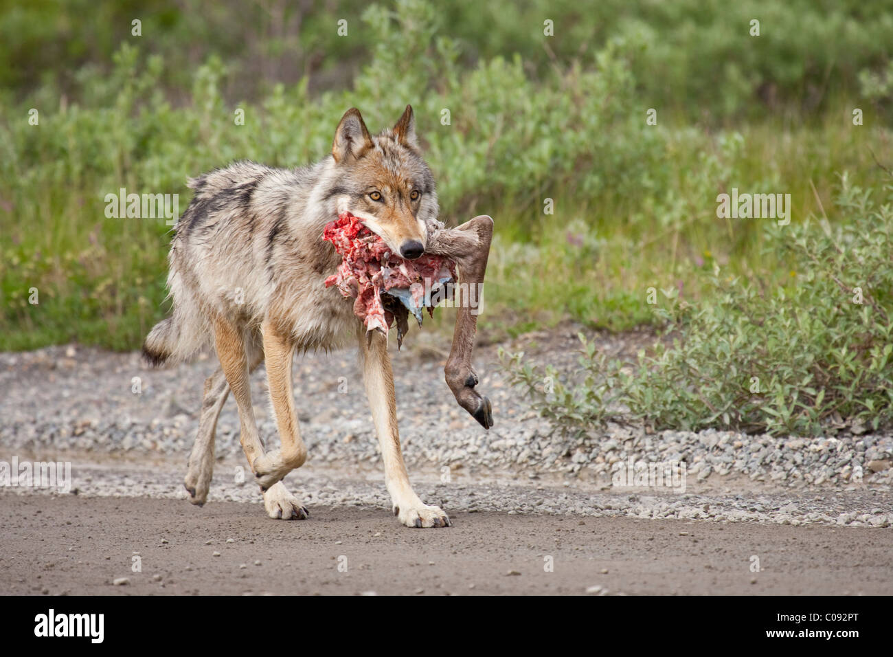 A female wolf from the Grant Creek pack carries a caribou hind leg near Little Stony Creek in  Denali National Park, Alaska Stock Photo