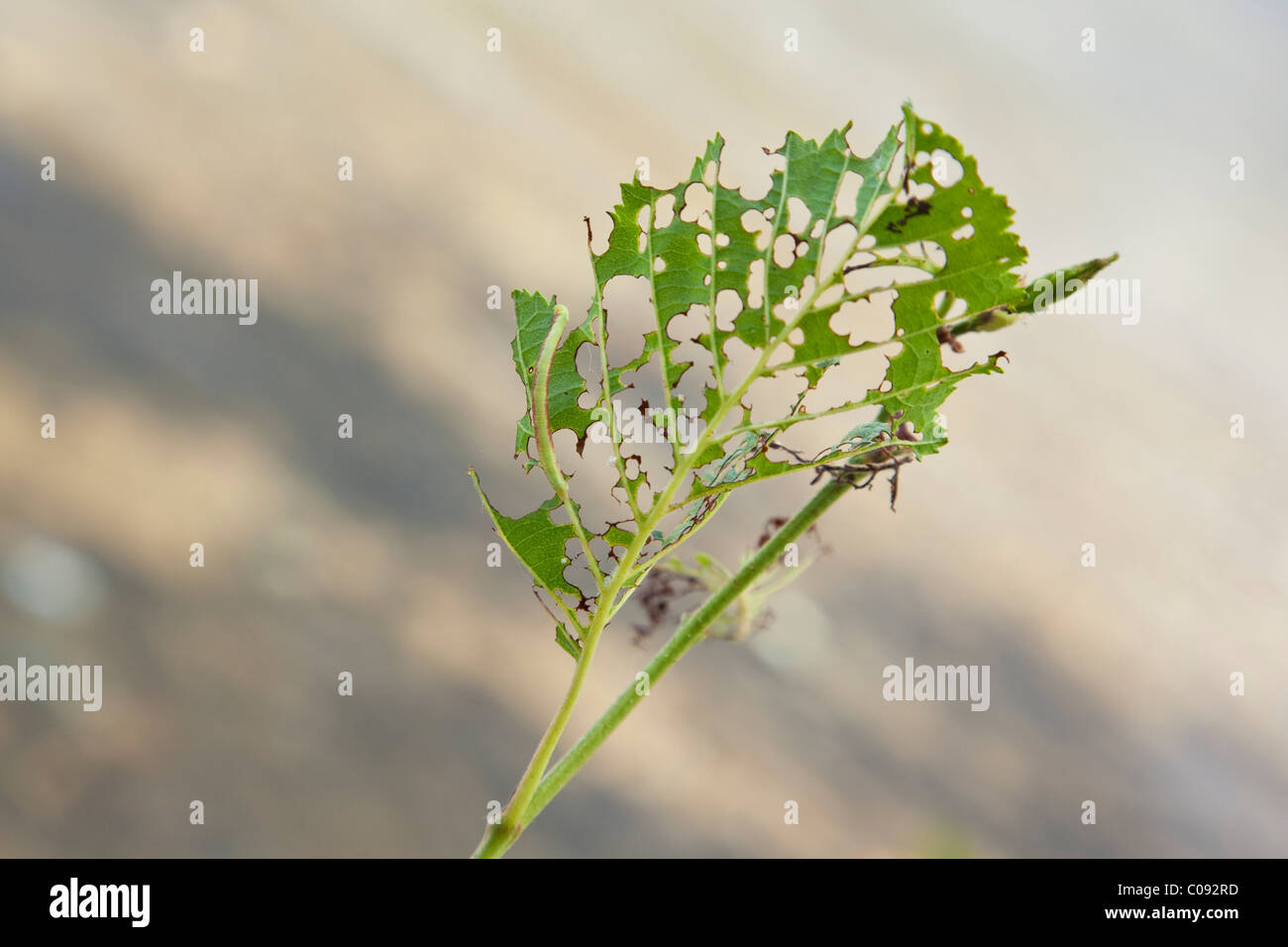 A green and redish colored inch worm is well camouflaged as it eats an Alder leaf ub Willow, Southcentra Alaska, Summer Stock Photo