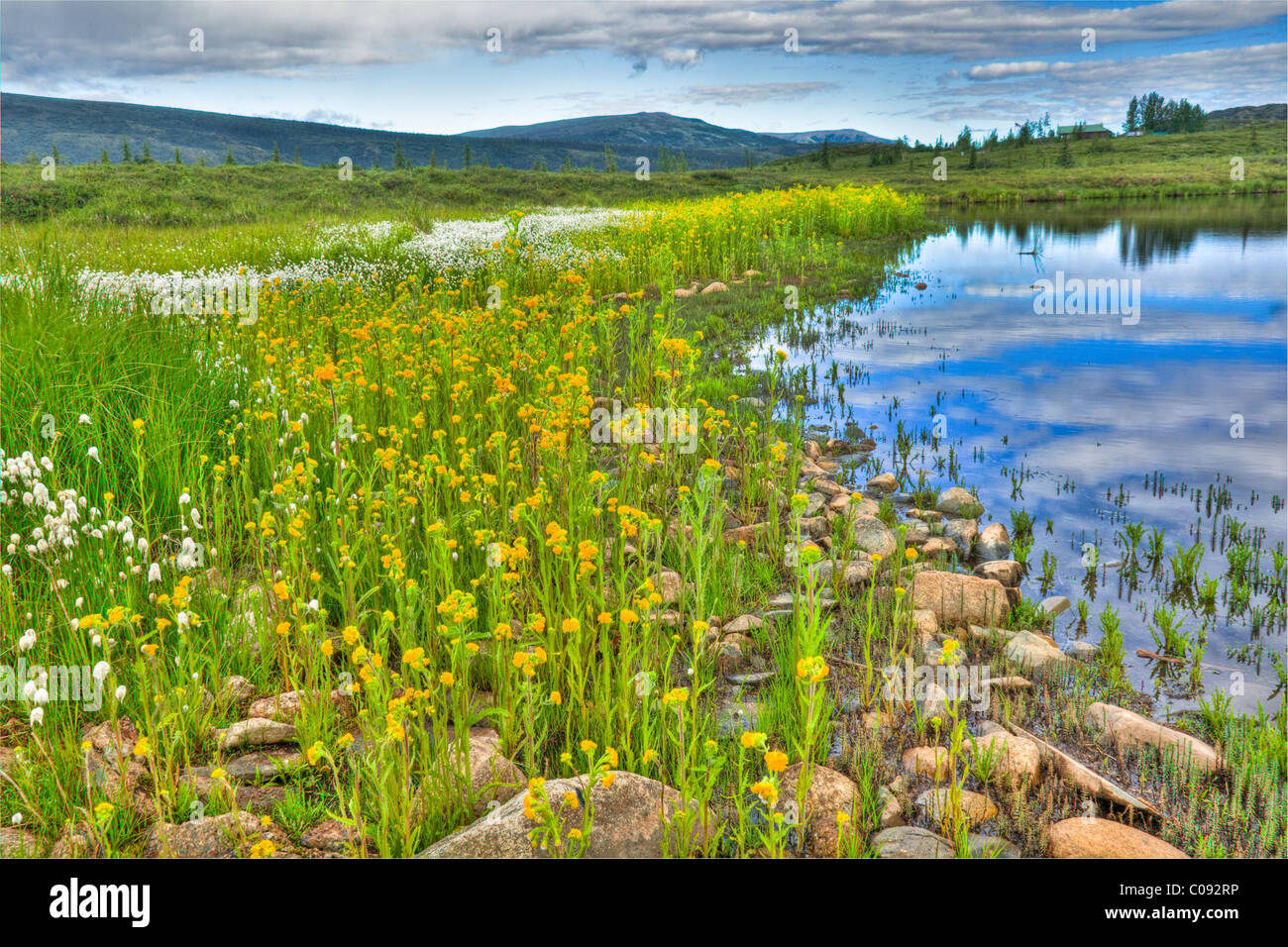 View of a tundra pond, wildflowers and the park ranger station, near Wonder Lake in Denali National Park, HDR Stock Photo