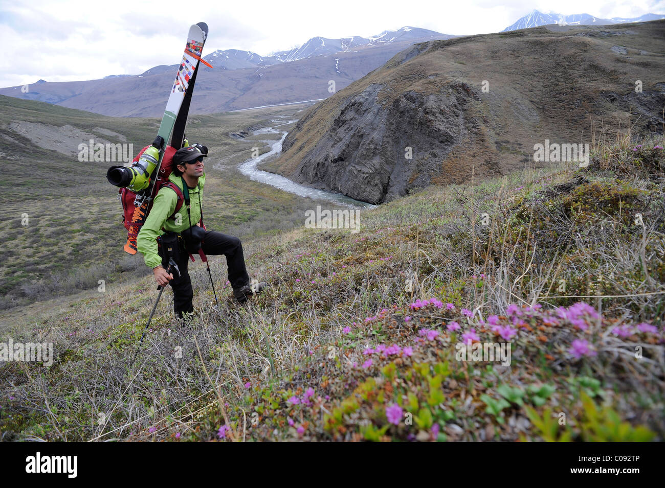 Backcountry skier hikes with pack and skis up the Katak Creek valley, Brooks Range, ANWR, Arctic Alaska, Summer Stock Photo
