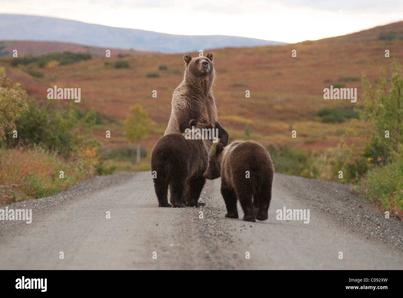 An alert Grizzly sow stands on her hind feet with cubs while on the park road near Wonder Lake in Denali National Park, Alaska Stock Photo
