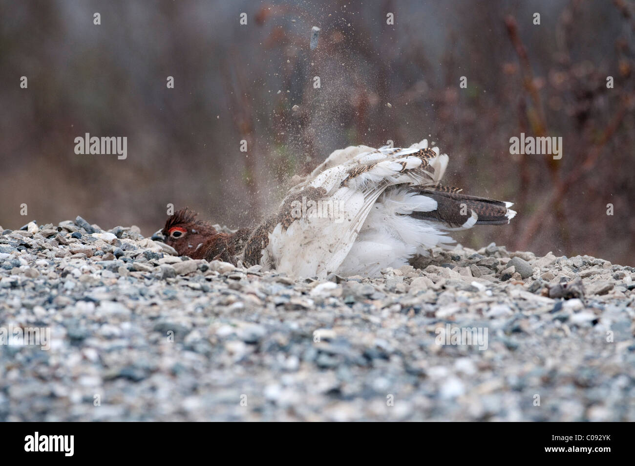An Adult male Willow Ptarmigan in breeding plumage takes dust bath on a