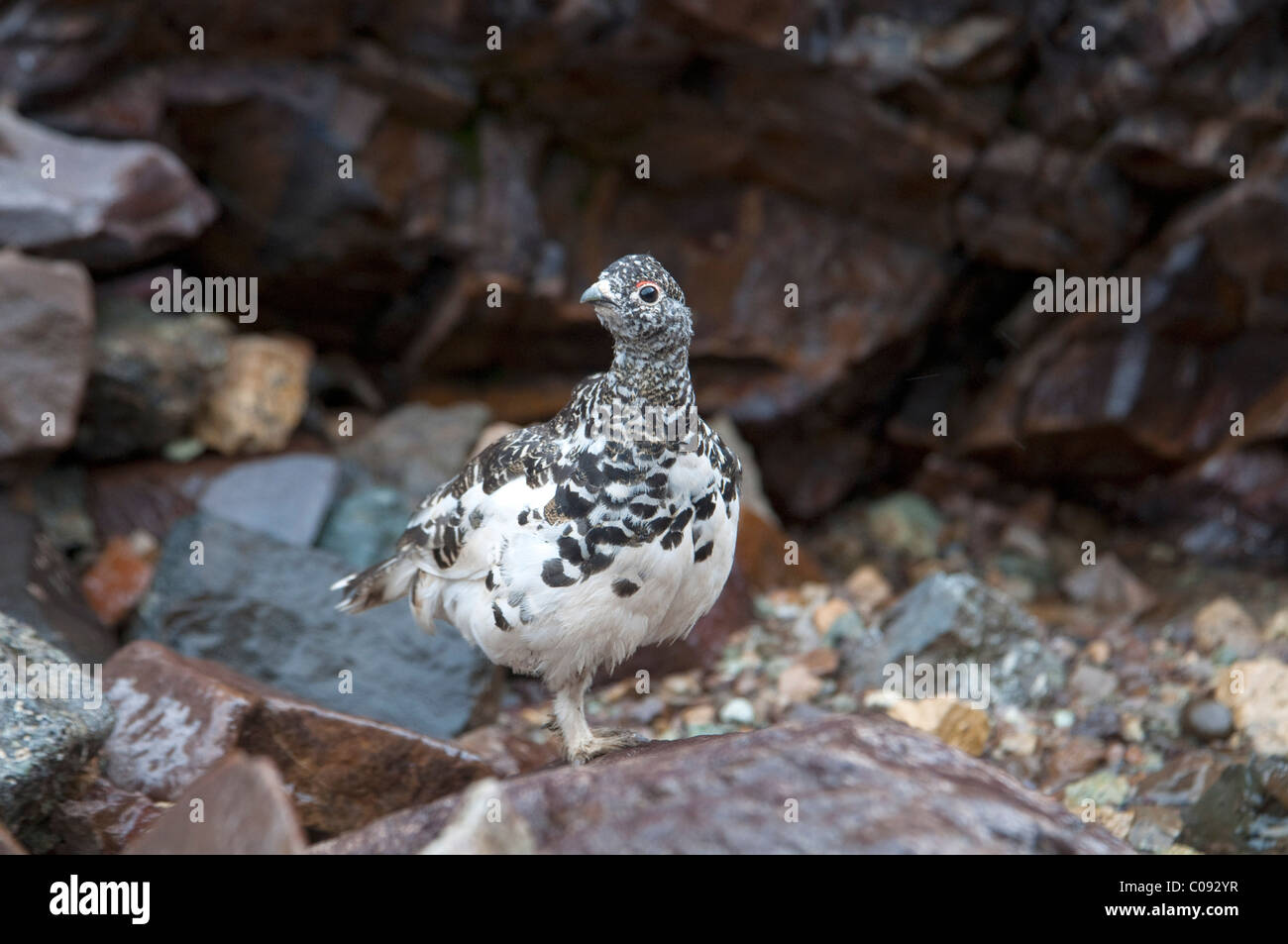 White-tailed Ptarmigan stands on an alpine rock pile on Cathedral Mountain in Denali National Park and Preserve, Alaska Stock Photo