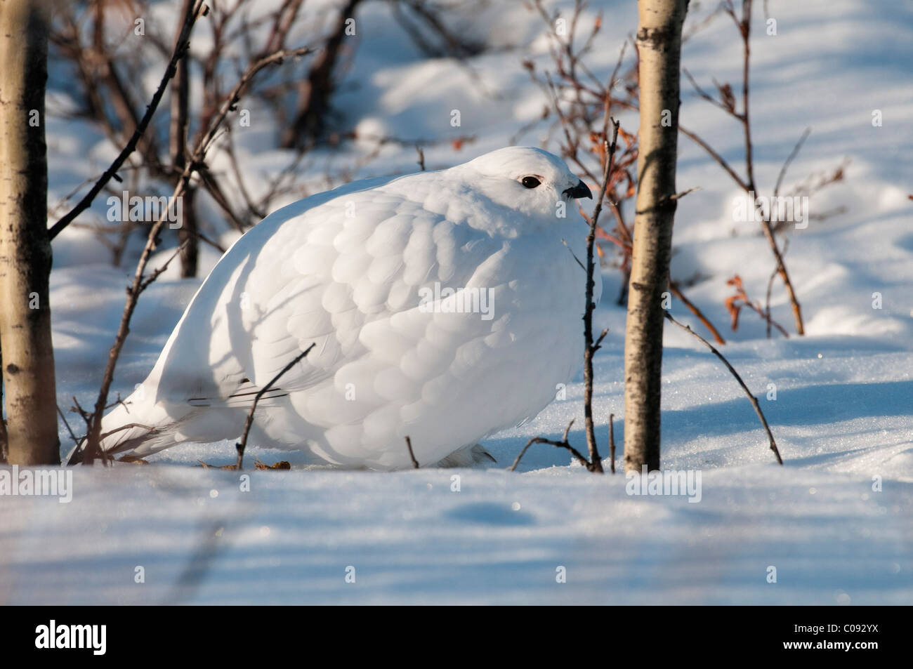 Adult male Willow Ptarmigan in white winter plumage, Denali National