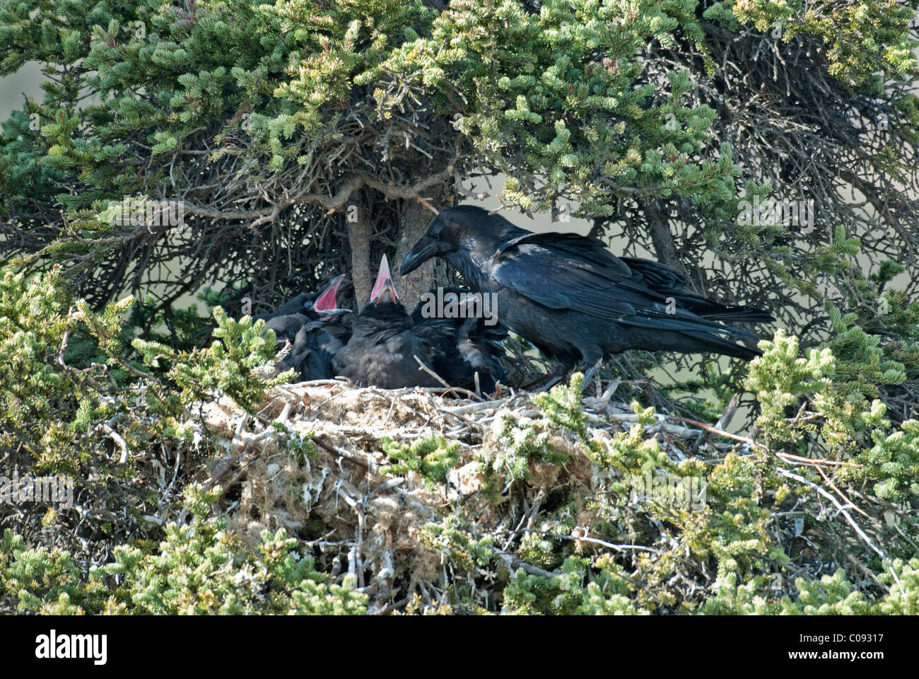 Adult Raven feeding its open-mouthed chicks in their nest near Sanctuary Campground, Denali National Park and Preserve, Alaska Stock Photo