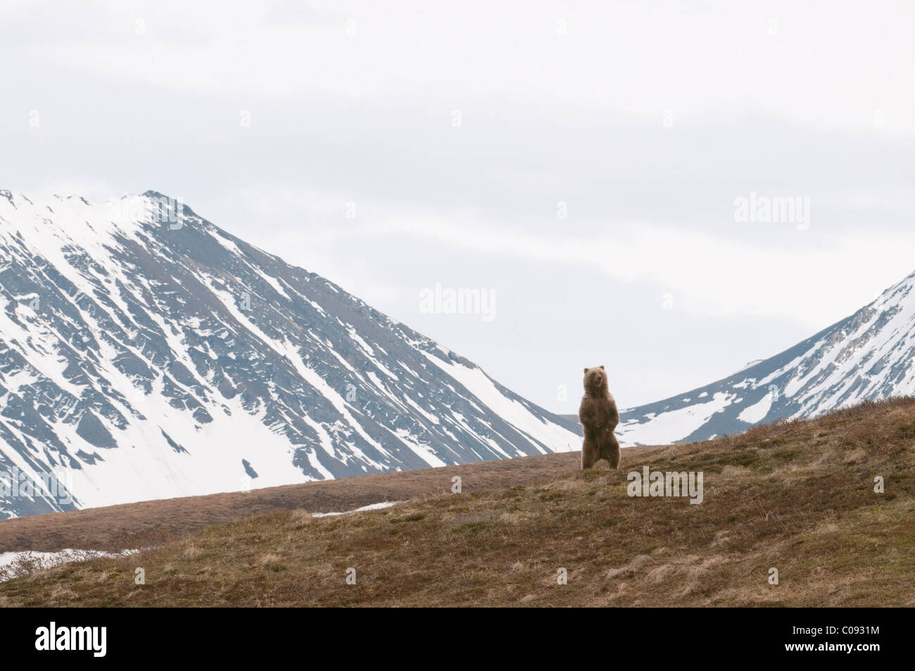 An adult male Grizzly bear surveys terrain while standing on hind feet in Sable Pass, Denali National Park and Preserve, Alaska Stock Photo