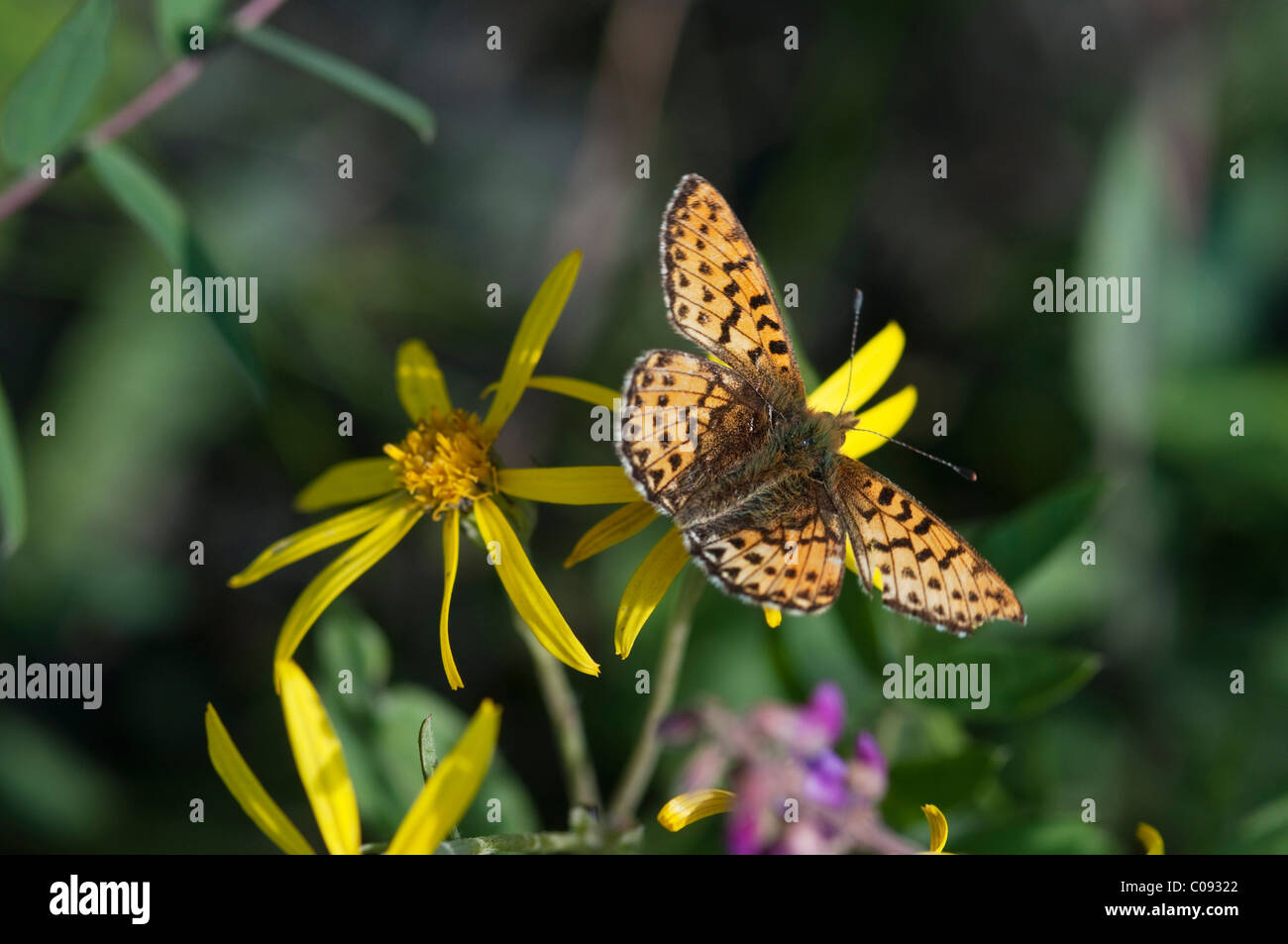 Close up of the butterfly Arctic Fritillary on a Blacktip Ragwort flower in Denali National Park and Preserve, Interior Alaska Stock Photo
