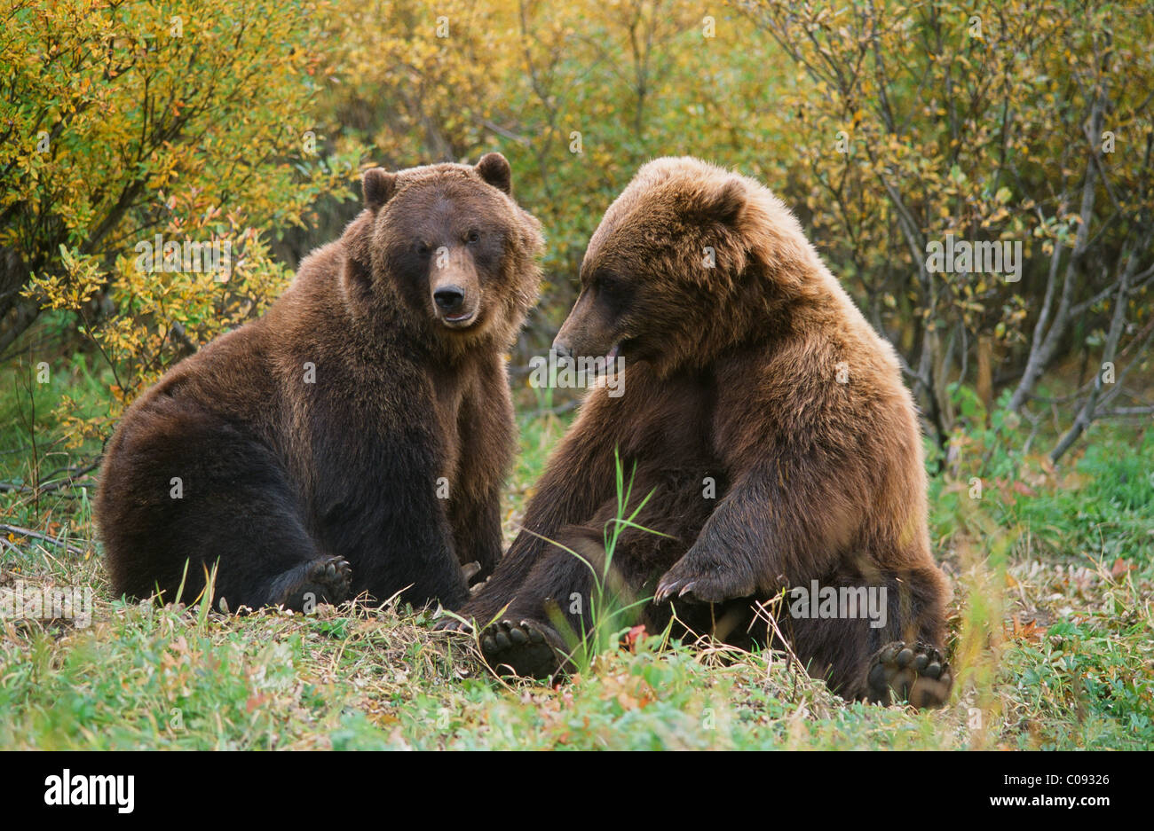 Brown Bears - Alaska Wildlife Conservation Center