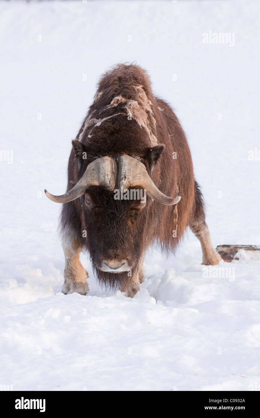 An adult bull muskox walks through deep snow at the Alaska Wildlife Conservation Center near Portage, Captive Stock Photo