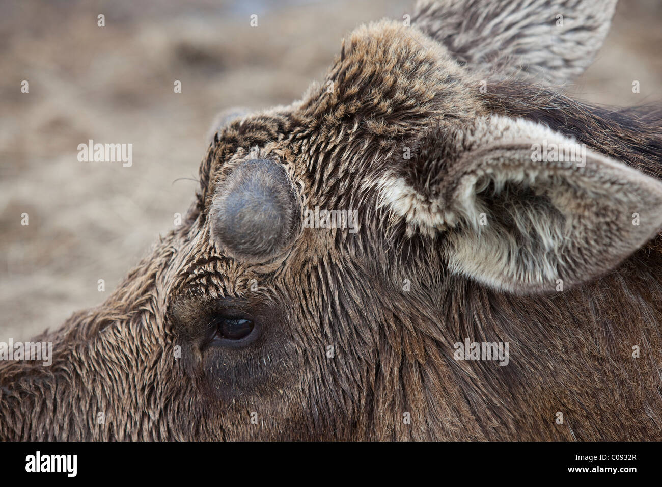 Close up of an adult bull moose in the early stages of antler growth, Southcentral Alaska, Spring Stock Photo