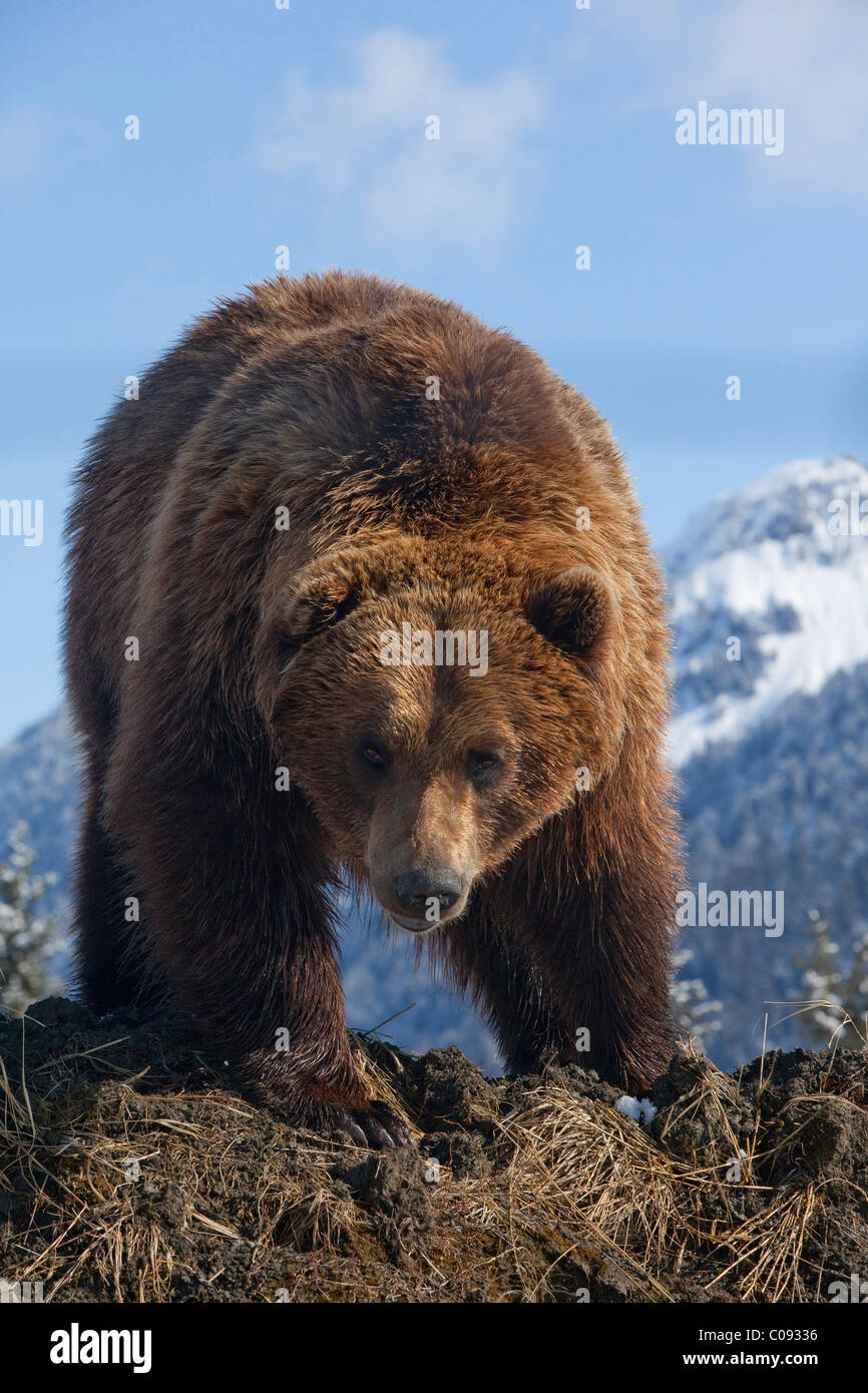 An adult menacing Brown bear the Alaska Wildlife Conservation Center