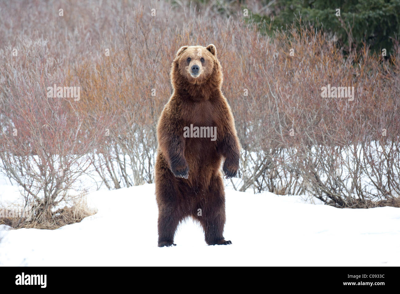 View of an adult Brown bear standing upright in snow at the Alaska Wildlife Conservation Center near Portage, CAPTIVE Stock Photo