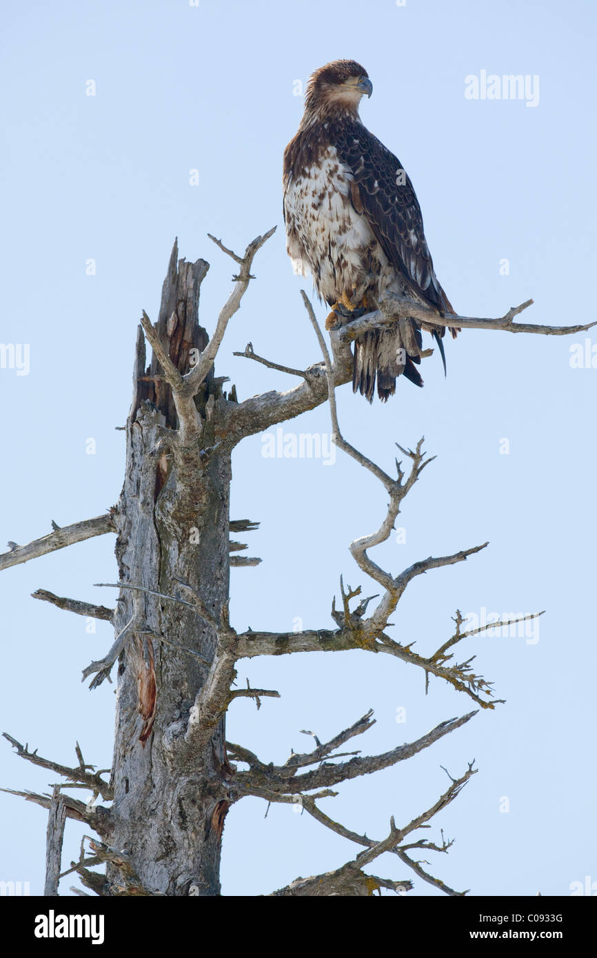 An immature Bald eagle perches in a dead saltwater-killed tree near Portage, Southcentral Alaska, Spring Stock Photo