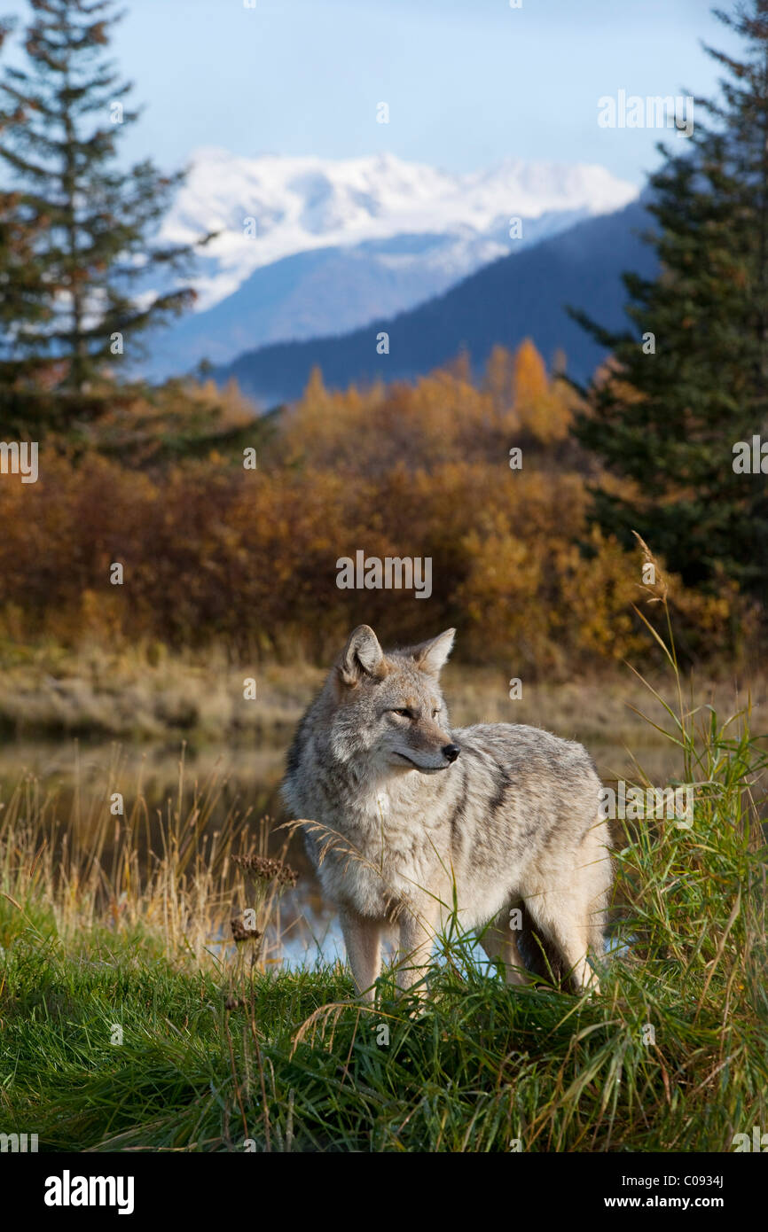 View of an adult coyote at the Alaska Wildlife Conservation Center near Portage, Southcentral Alaska, Fall, CAPTIVE Stock Photo