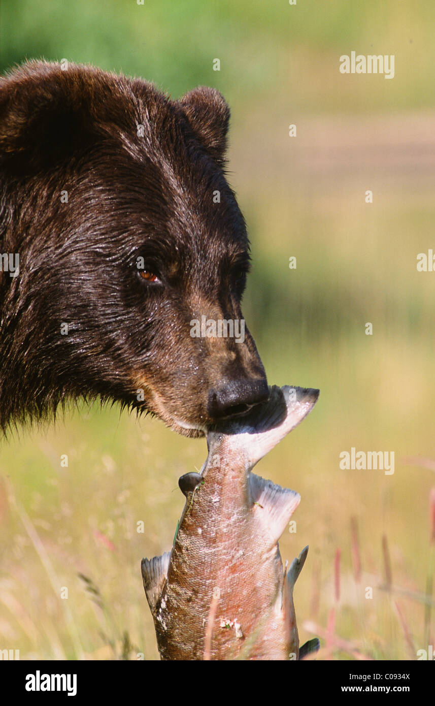 Portait of a Grizzly bear holding a pink salmon in its mouth at the Alaska Wildlife Conservation Center, Captive Stock Photo