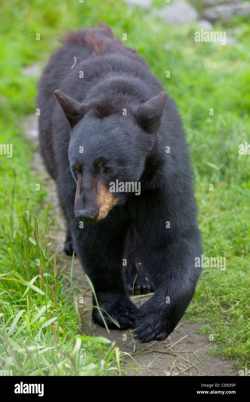 Black Bear walks on a path at Alaska Wildife Conservation Center, Southcentral Alaska, Summer. Captive Stock Photo