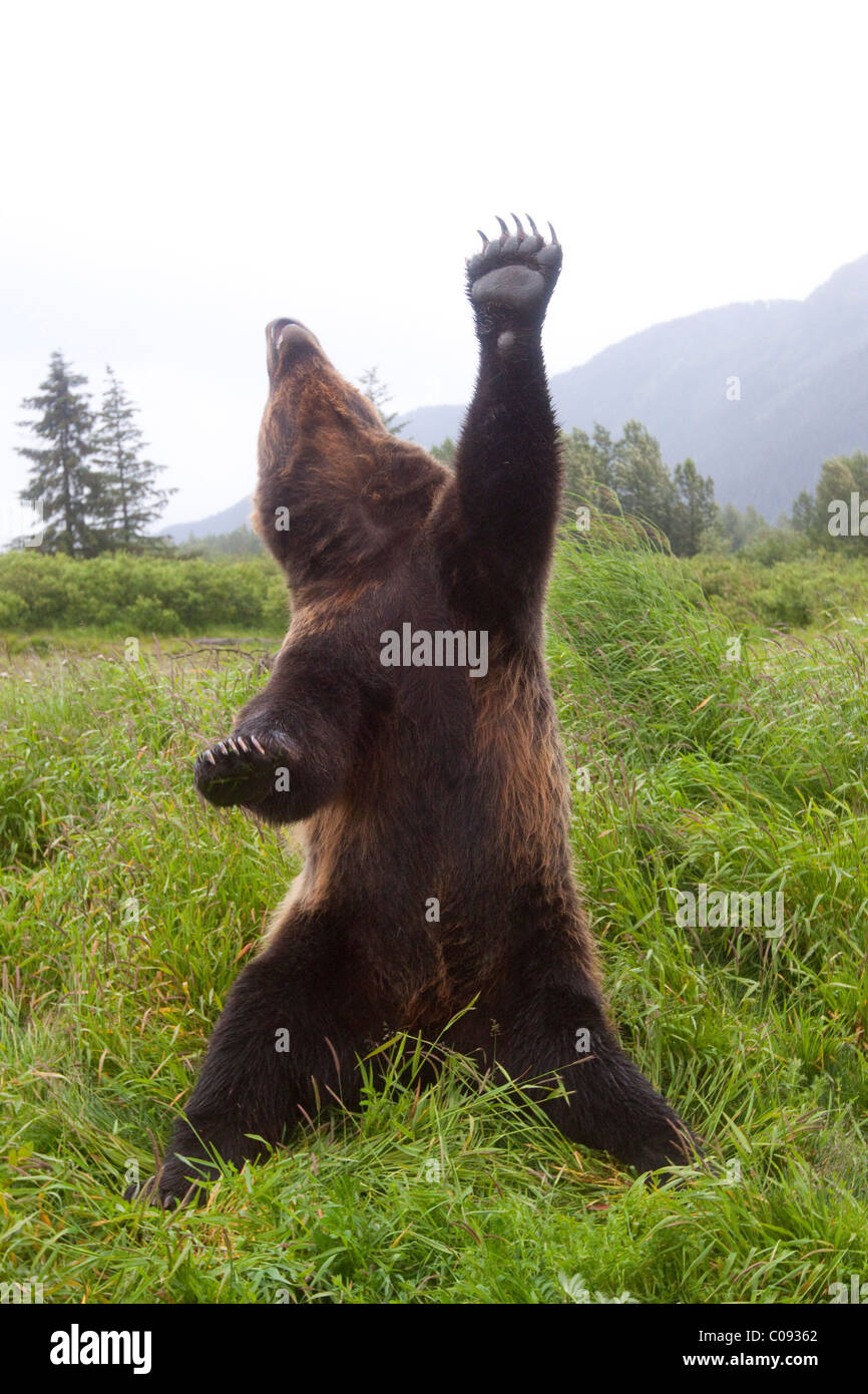 Male Brown bear stands upright with one paw and head stretched skyward, Alaska. Captive Stock Photo