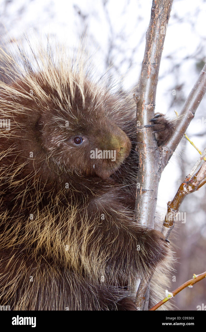 Close up of a porcupine hanging on a Willow Tree branch, Interior Alaska, Spring Stock Photo
