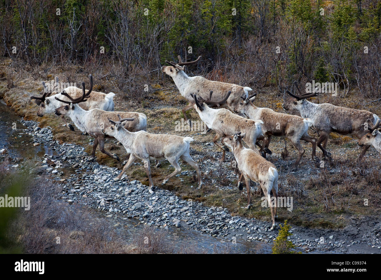 Jumping caribou creek hires stock photography and images Alamy