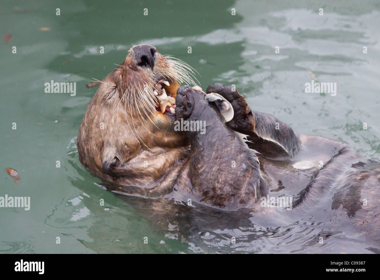 Southern Sea Otter Eats A Clam Posters & Prints By Corbis
