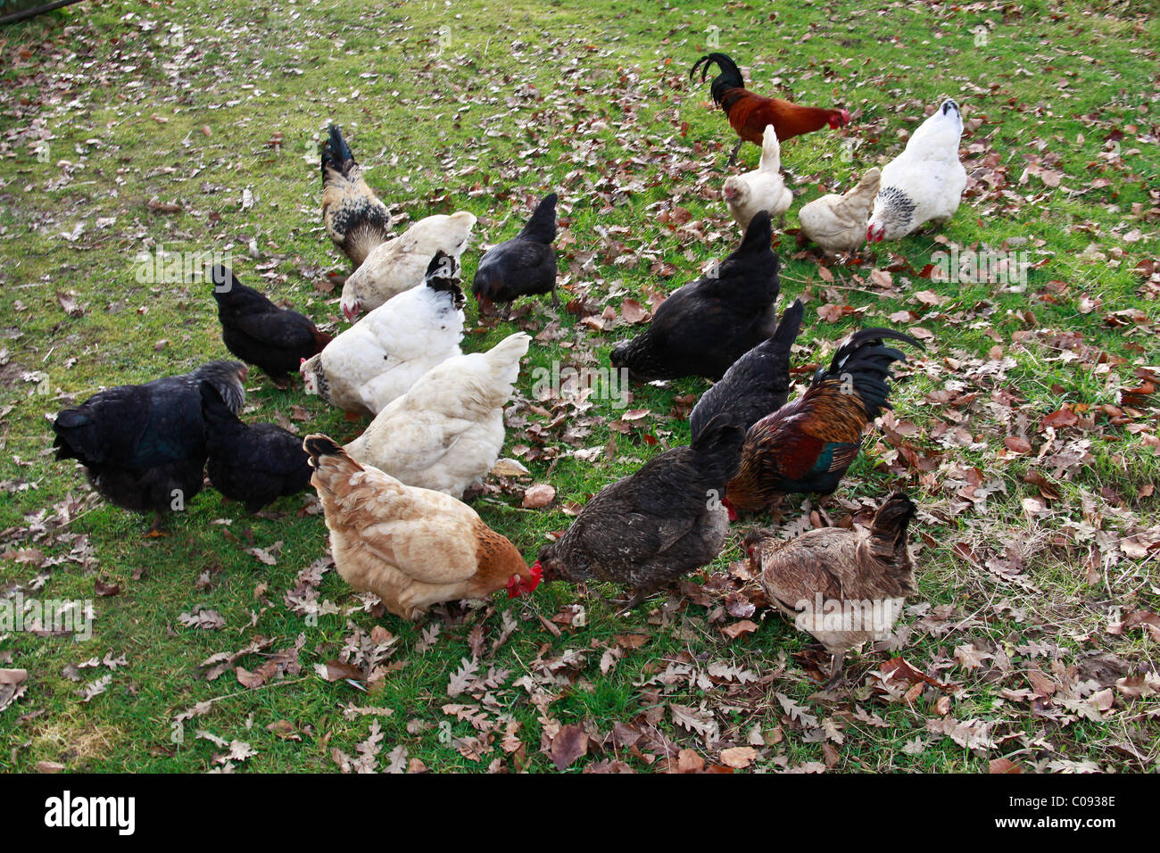 Flock free range organic chickens hires stock photography and images Alamy